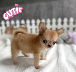 CHIHUAHUA PUPPIES VIP71🌷Head Apple Bonnie Dog