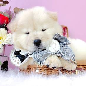 Chow Chow