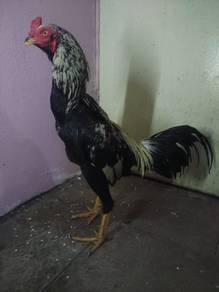 Ayam Pama baka Thai.