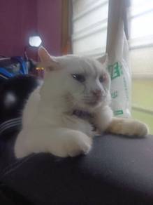 kucing dlh kacuk parsi