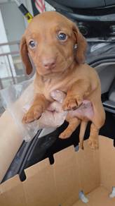 Red miniature dachshund