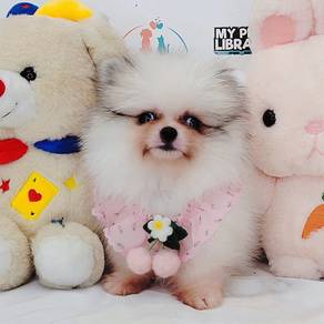 Pomeranian Tiny