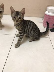 jantan 3 bulan free
