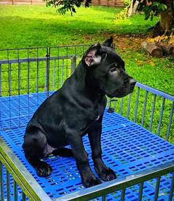 Cane Corso Puppy