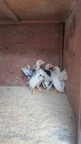 Ayam serama