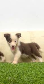 Border collie special marking