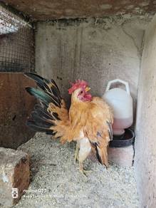Ayam Serama muda utk d jual 