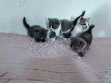 Kucing Comel BSH