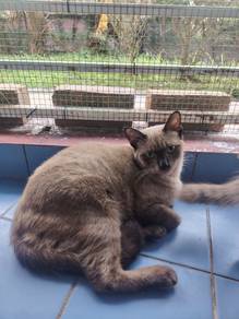 Brown Siamese 
