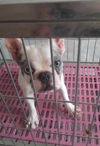 French Bulldog Female pup Merle color