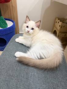 Female Ragdoll