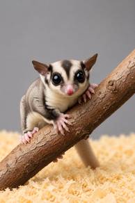 Sugar Glider