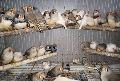 Burung zebra finch #pipitzebra