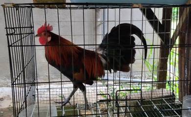 Ayam hutan( on Laman)