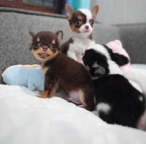 CHIHUAHUA PUPPIES VIP155🌷Head Apple Small