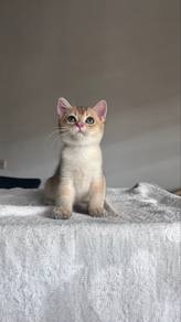 Golden British Shorthair Kitten