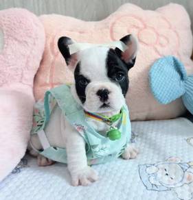 FRENCH BULLDOG PUPPIES 🌻VIP782 Boy -Girl