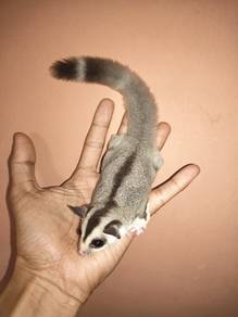 sugar glider
