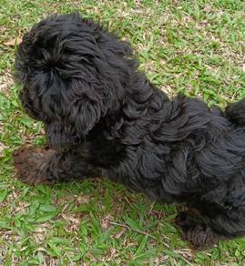 Maltipoo 