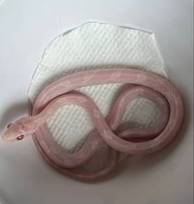 Cornsnake (Blizzard)