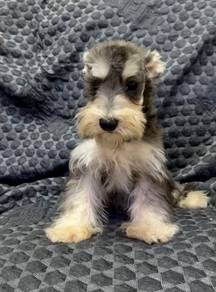 Miniature Schnauzer IMPORTED CHINA