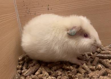 Teddy Guinea Pig