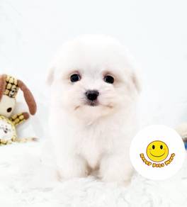 HHH-9222 Tiny Maltese #MKA reg 2MO puppy