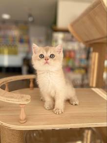 British Shorthair