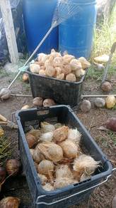Kelapa Tua