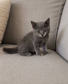 British Shorthair Female Kitten Purebred