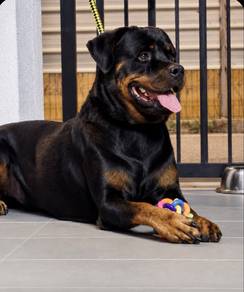 Rottweiler