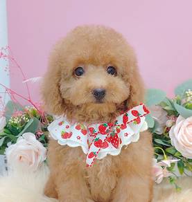 Maltipoo