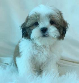 J0003 Shih Tzu Fluffy Baby Face Cute Teddy Puppy