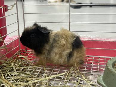 texel guinea pig