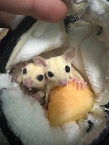 Sugar glider for rehome