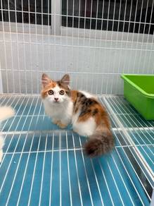 Calico longhair Munchkin kitten