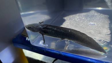 Axolotl / axolotl fish / ikan