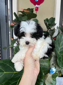 Maltipoo