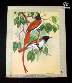 Paradise Flycatcher by Ong Soo Keat '81