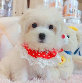 Maltese