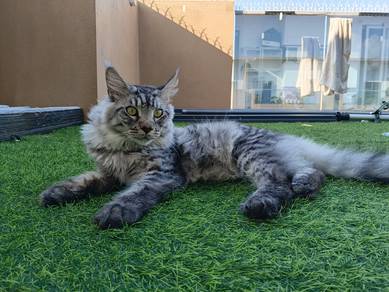 Mainecoon Silver Tabby Russian Import