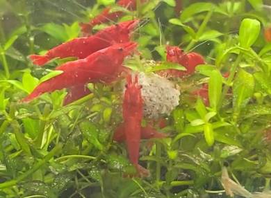 cherry shrimp