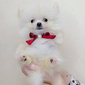 Pomeranian