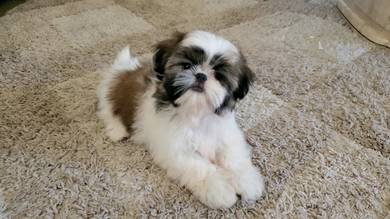 K2796 Sunshine Shih Tzu cute playful happy little