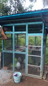 reban ayam burung kucing 
