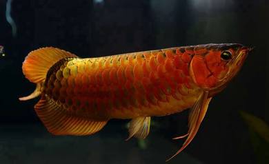 Arowana super red 18 inch -wholesale price