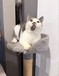 bsh byicolour male