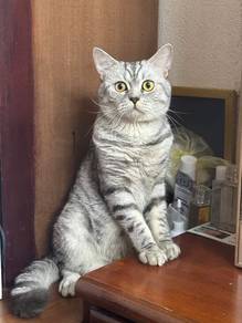 Cat for Adoption，America short hair