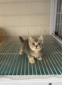 Golden blue Munchkin kitten