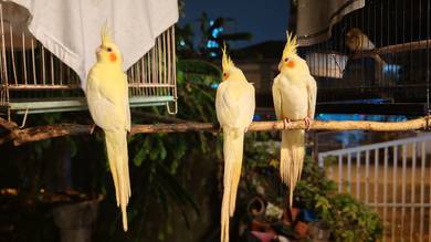 cockatiel Jinak